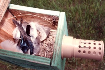 swallow in nest